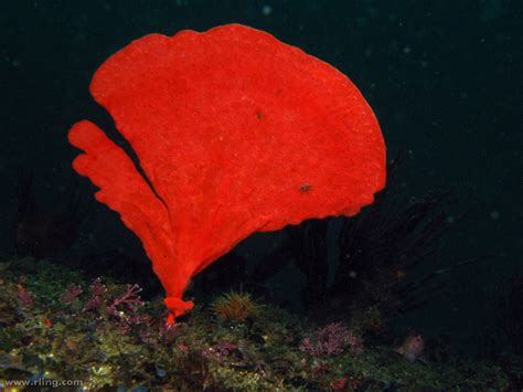  Fan Sponge: Unveiling the Secrets of a Soft and Colorful Underwater Dweller!