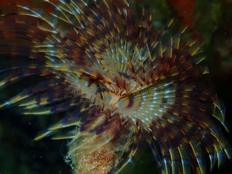  Fanworm! Um Verme com Ventilador de Plumagem que Adora Correntes Marinhas