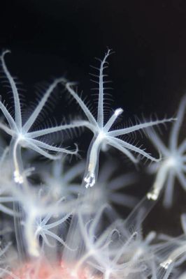  Hydroids: Uma Colônia de Pólípos Biológicos Pulsantes e Fascinantes!