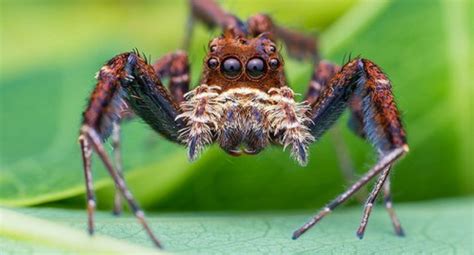  Jumping Spider! A Master of Agility Combined with Impressive Visual Acuity