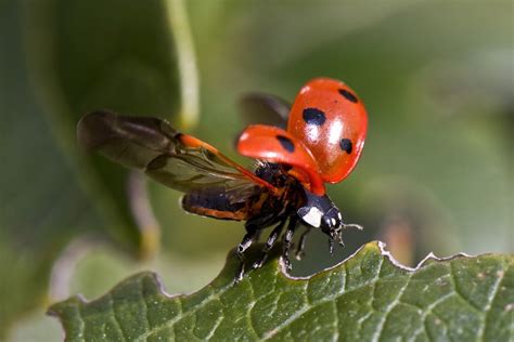  Liocheles: Possuidor de Defesas Robustas e um Apetite Voraz para Insetos!