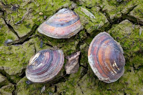  Yellow Mussel: Uma Concha Brilhante que Vive em Profundezas Misteriosas e Suas Pérolas Deslumbrantes!