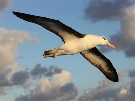  Albatroz: Descubra o Mestre Voador com Pernas Curtas que Domina os Oceanos