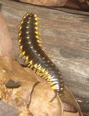  Cherry Millipede:  Discover This Remarkable Creature With Its Vibrant Colors and Intriguing Underground Lifestyle!