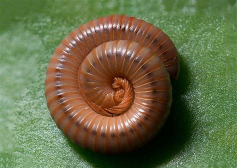  Cribratodema - Explore a Fascinante Beleza e Misteriosos Costumes de um Diplopodo