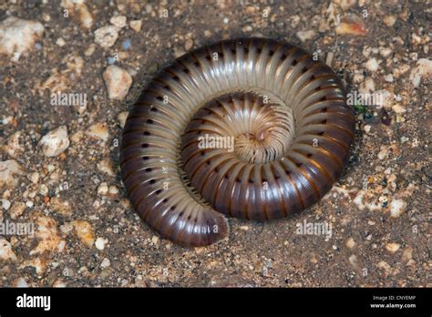  Diplopoda Dorsata: Um Animal Com Mil Pés Que Se Embrenha Em Uma Sinfonia Terrestre de Decomposicão!