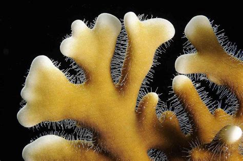  Fire Coral! This Stinging Colonial Hydrozoan Will Light Up Your World With Its Vibrant Colors