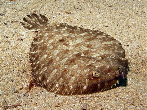  Flounder: Descubra a Mágica da Camuflagem Subaquática e as Curiosidades de um Peixe com Olhos de Binóculo!