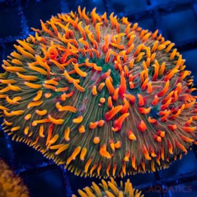  Fungia! Uma Colônia de Coral que Se assemelha a um Prato e Brilha com Cores Inesquecíveis