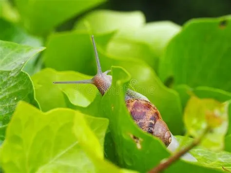  Garden Snail: Uma Deliciosa Delicadeza Escondida Entre as Folhas e Pedras!