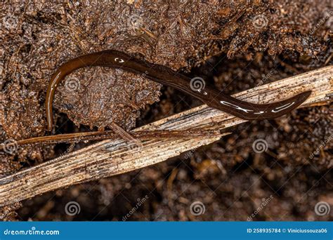  Geoplanidae: Descubra este invertebrado que pode se regenerar e se locomover de forma fascinante!