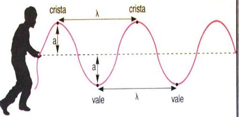  Hartmannella: Uma Criatura Microscópica Que Redefine o Conceito de Movimento Ondulatório!