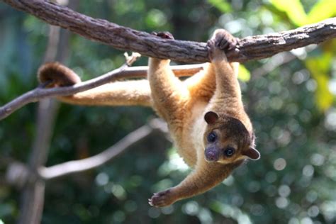  Kinkajou: Descubra o Animal que Se Esconde nas Folhas e Desperta Curiosidade com sua Cauda Preênsil!