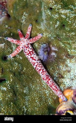  Linckia! Uma Estrela-do-Mar que Não Só Brilha no Mar como Também Faz Dança Subaquática