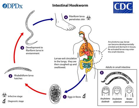  Necator americanus: Parasita Intestino-Humano que Causa uma Dança Macabra no Corpo!