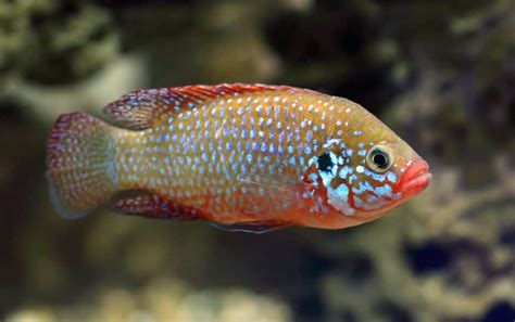  Olho-de-Sol! Descubra Este Peixe Tropical Que É Uma Verdadeira Joia Luminosa do Oceano