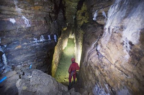  Pauropoda: Descubra os Curiosos Habitantes Subterrâneos de um Mundo Escondido!