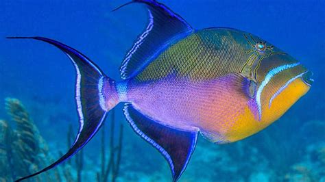  Queen Triggerfish: Uma Espécie que Encanta com Sua Beleza Brilhante e Comportamento Intrigante!