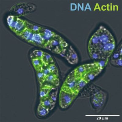 Quinella! Desvendando os Mistérios de um Parasita Unicelular Misterioso e Incrívelmente Adaptado