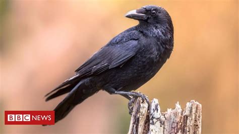  Raposa! Uma criatura de porte pequeno que exibe uma inteligência surpreendente e se destaca por suas habilidades de adaptação em diversos habitats.