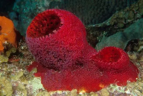  Strawberry Vase Sponge: Uma Esponja que Parece Ter Sido Moldada pela Mão de um Artista Criativo!