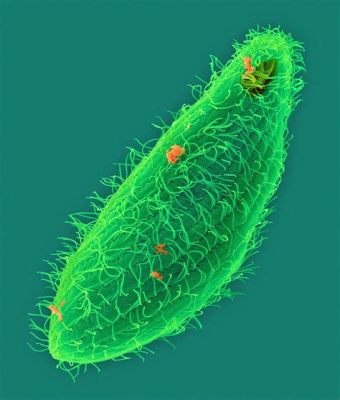  Tetrahymena: Uma Jornada Microscópica Através do Mundo dos Protozoários!