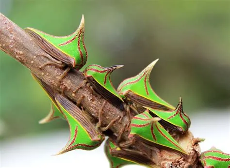  Umbonia! Descubra um Crustáceo que Parece um Pequeno Avião Voador