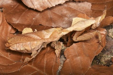  Xeme! Um Pequeno Predador de Asas Que Se Torna um Mestre da Camuflagem